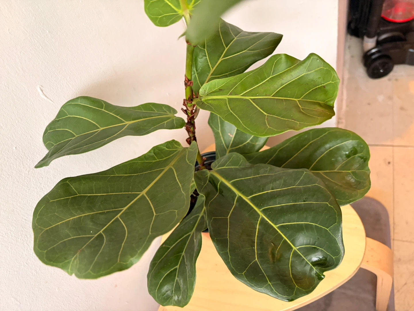 Ficus Lyrata plant - photo 4