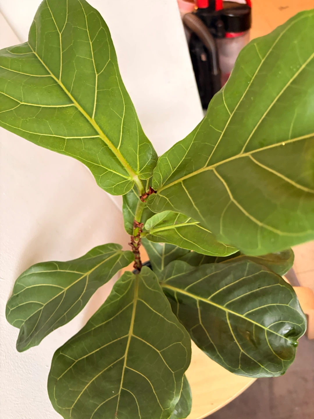 Ficus Lyrata plant - photo 5