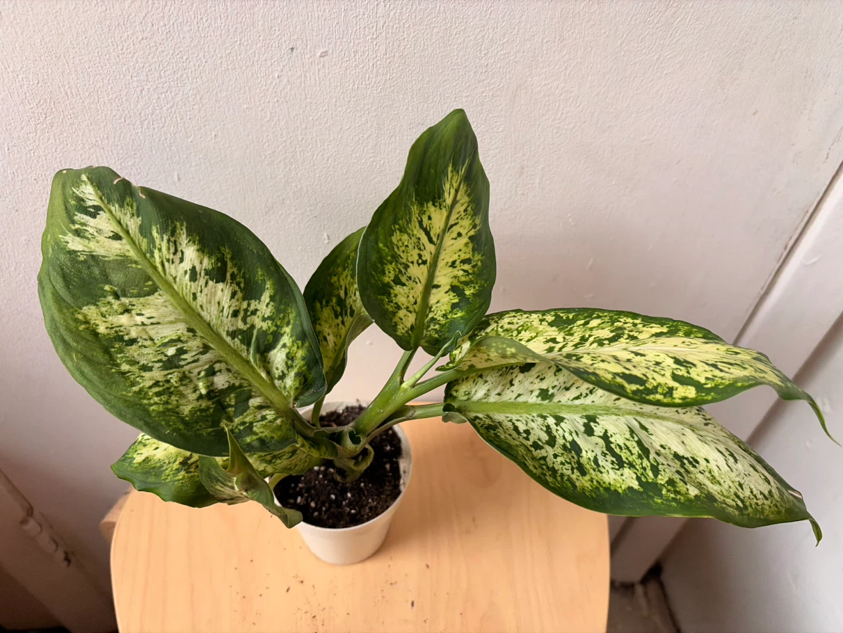 Chinese evergreen plant