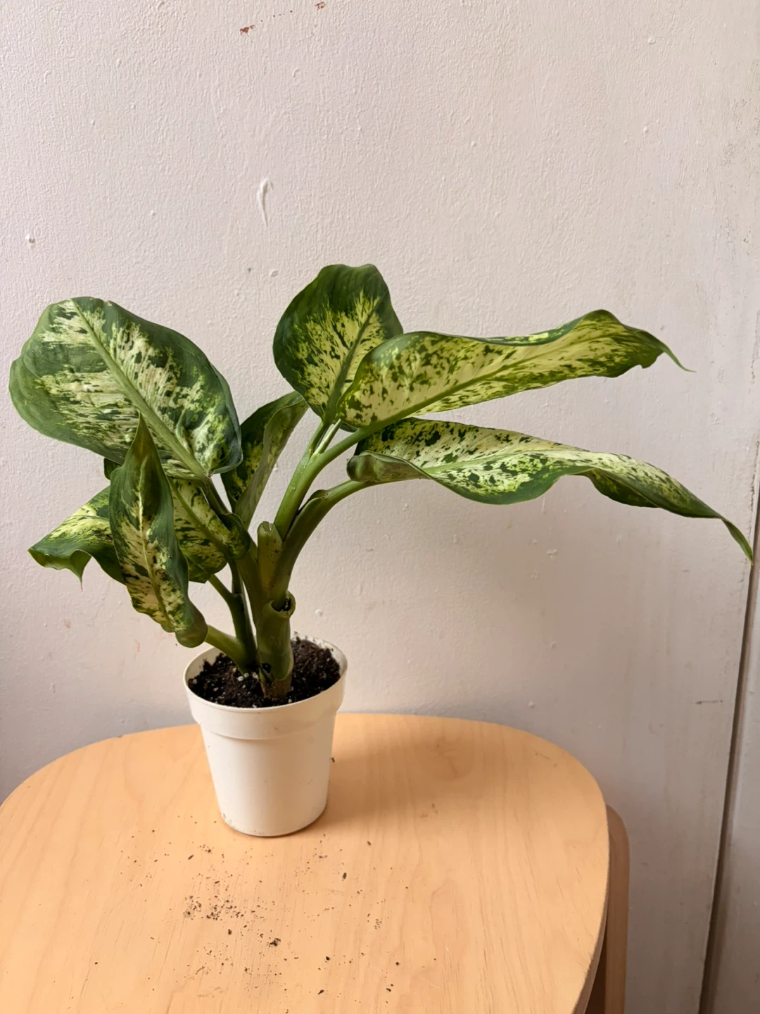 Chinese evergreen plant - photo 2