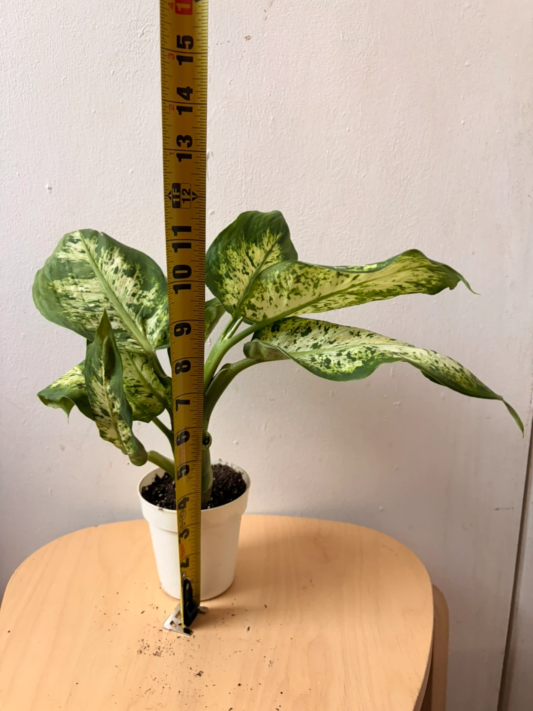 Chinese evergreen plant - photo 3