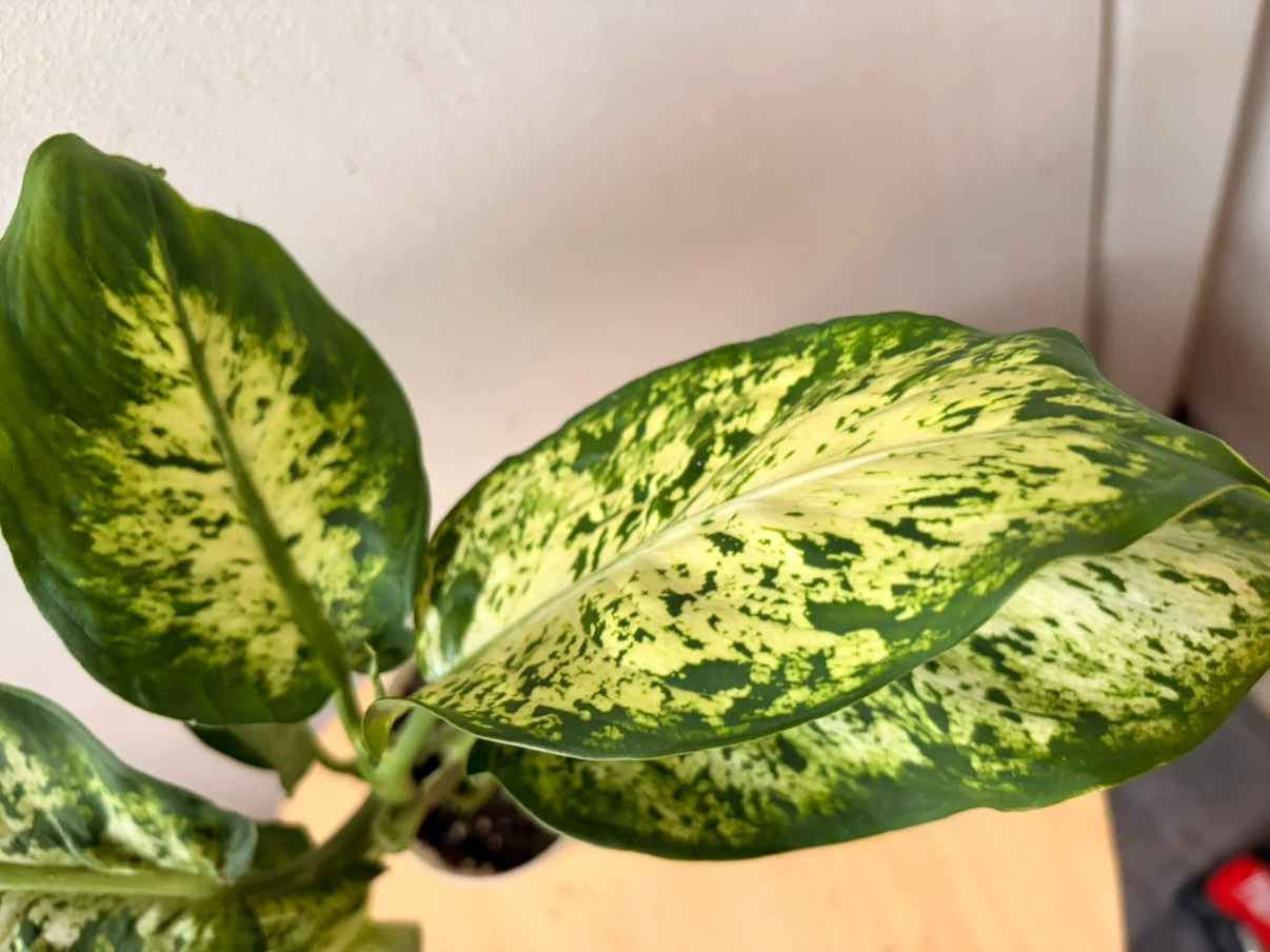 Chinese evergreen plant - photo 4