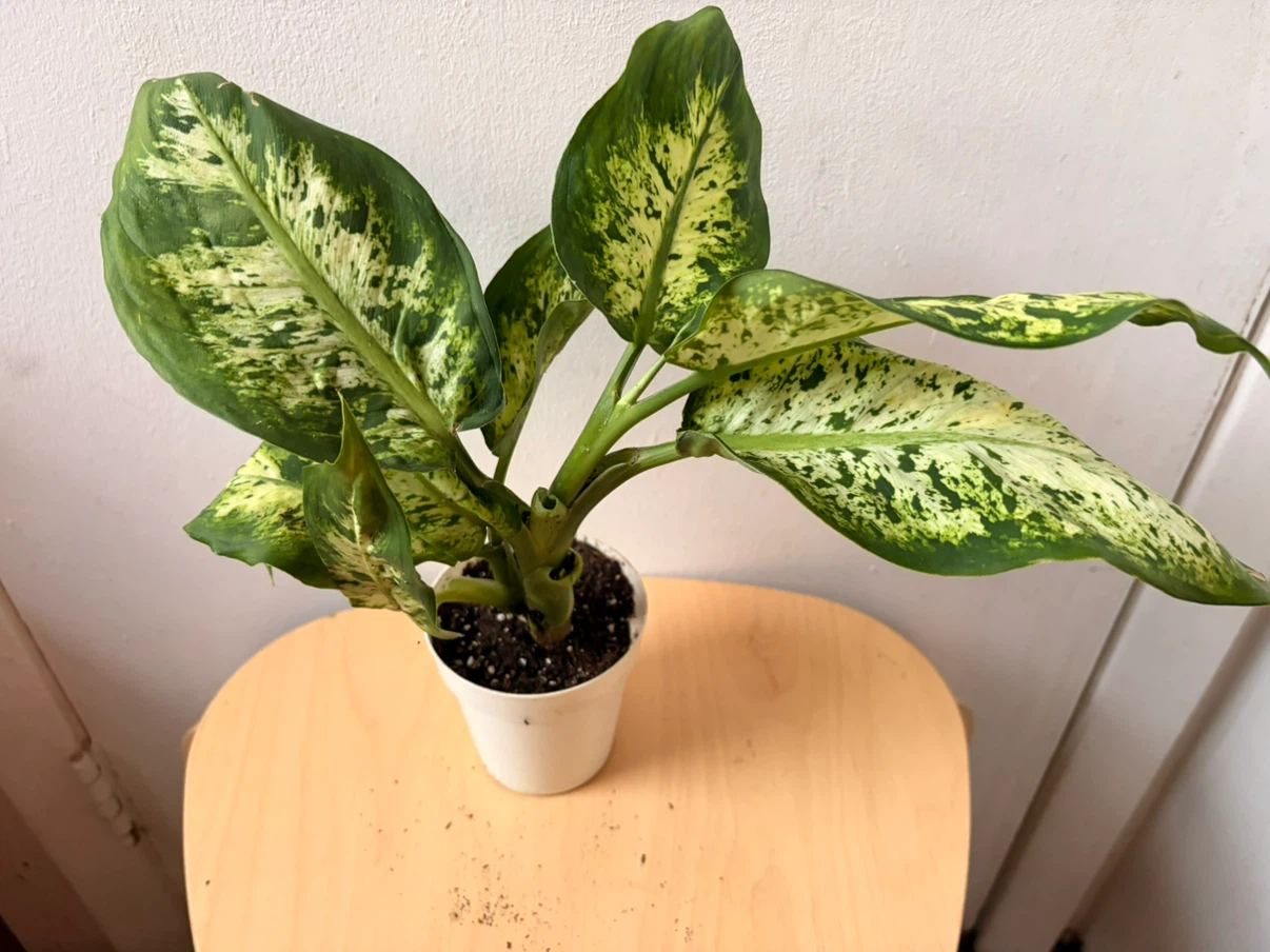 Chinese evergreen plant - photo 5