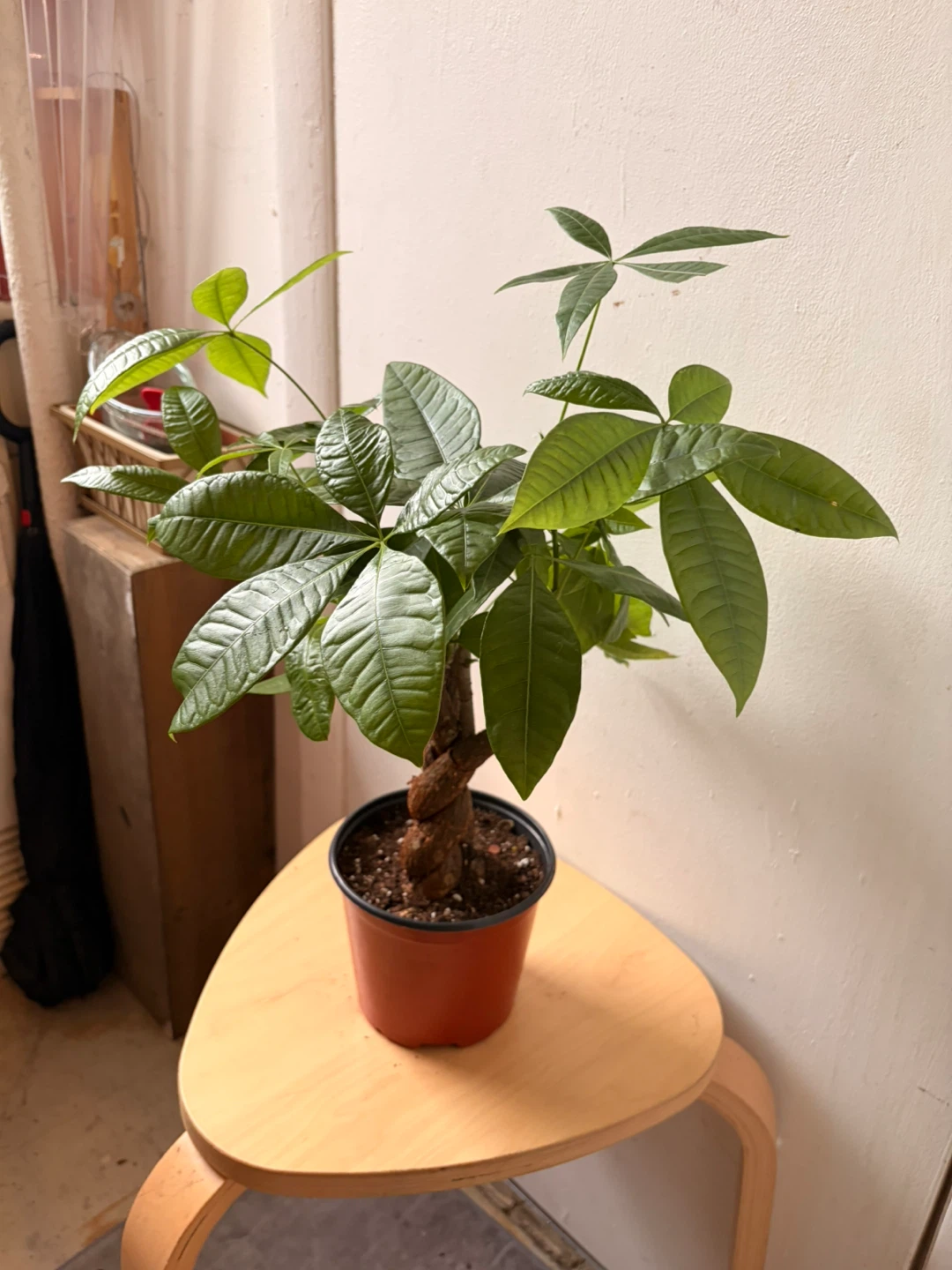 Money tree plant
