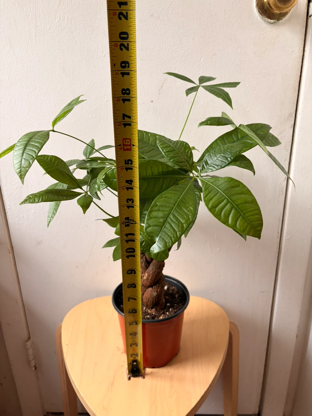 Money tree plant - photo 2