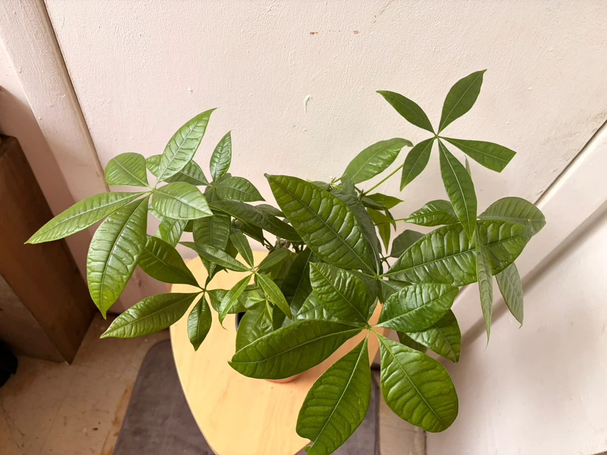 Money tree plant - photo 3