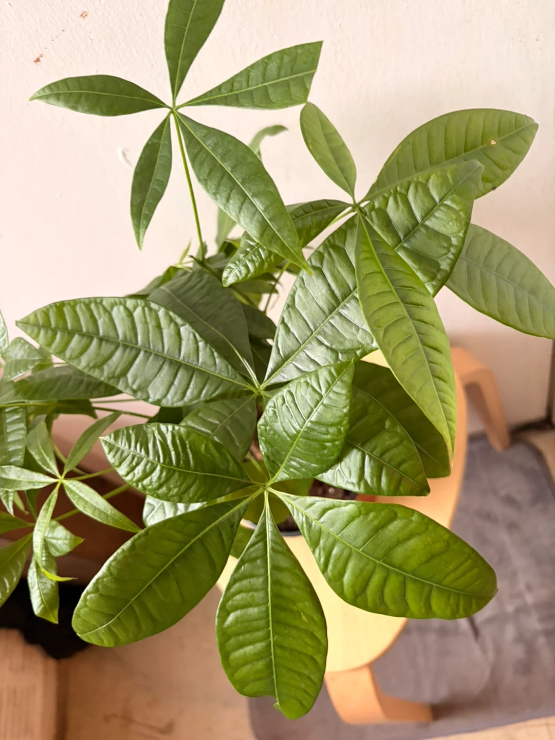 Money tree plant - photo 4