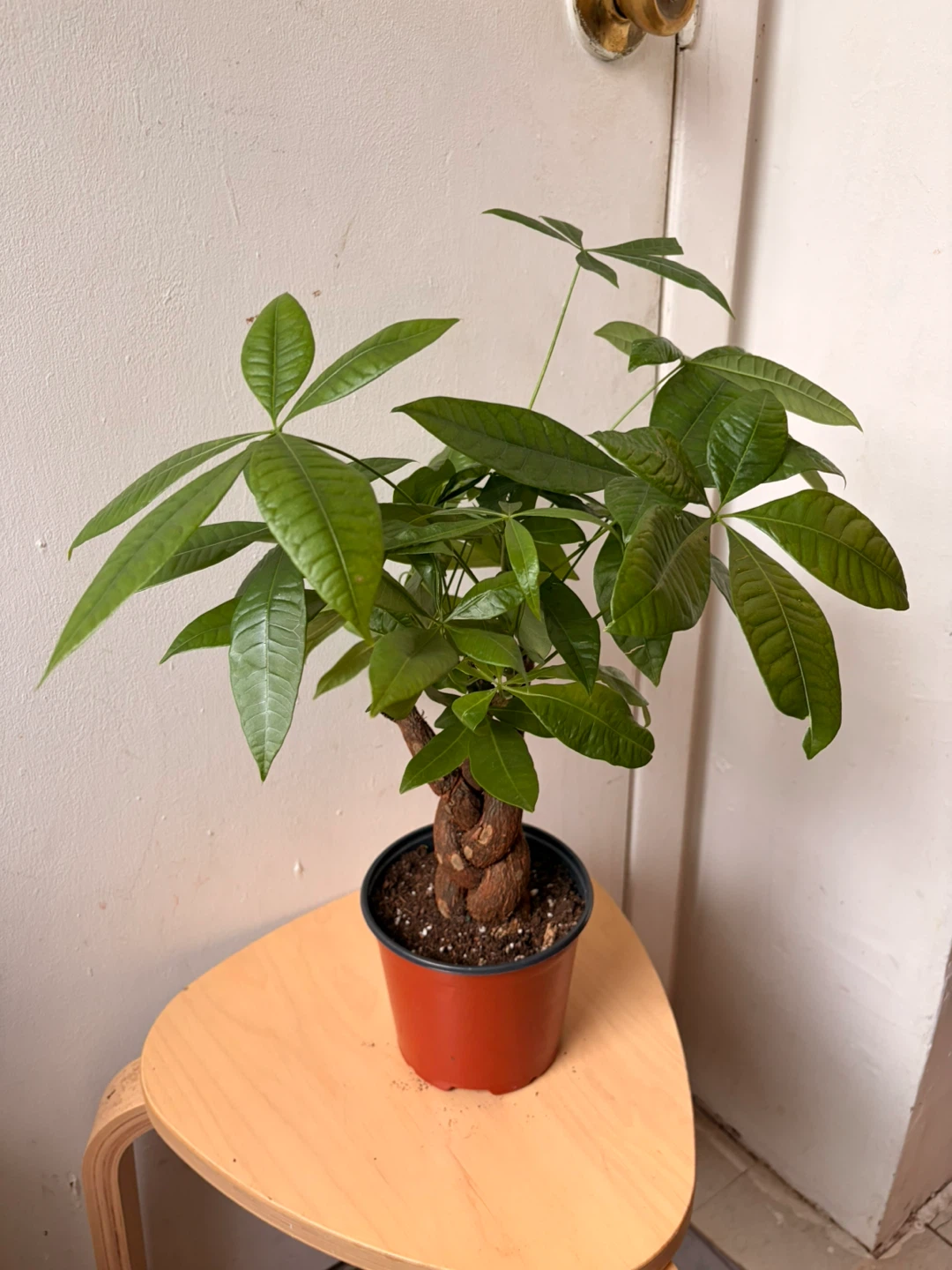 Money tree plant - photo 5