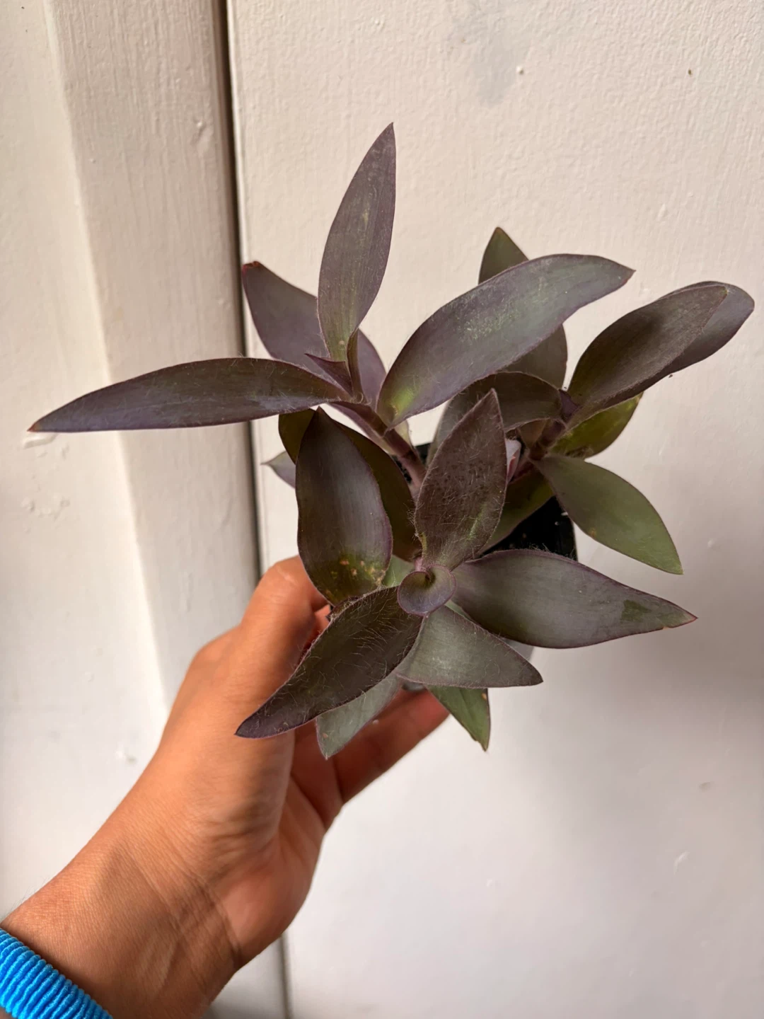 Purple Heart plant