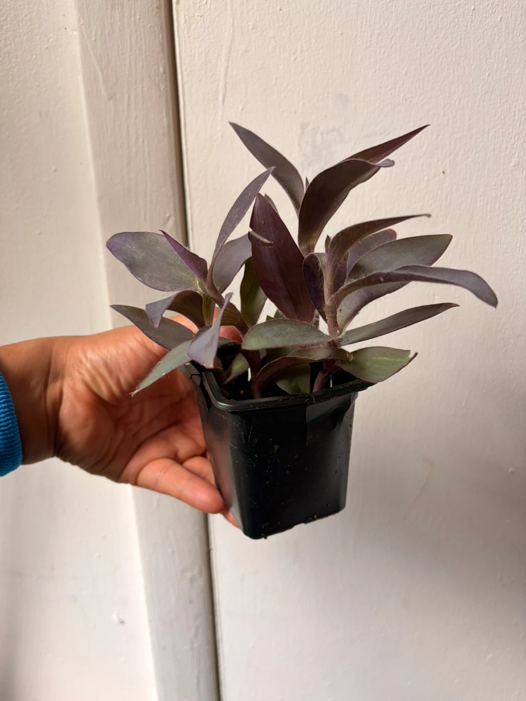 Purple Heart plant - photo 2