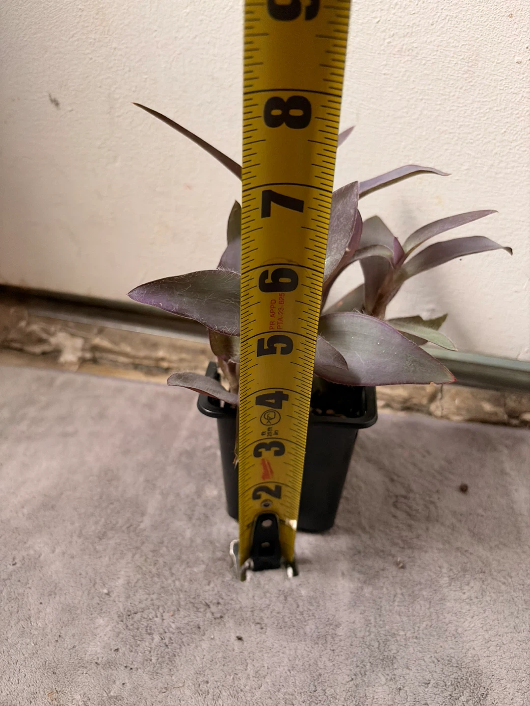 Purple Heart plant - photo 3