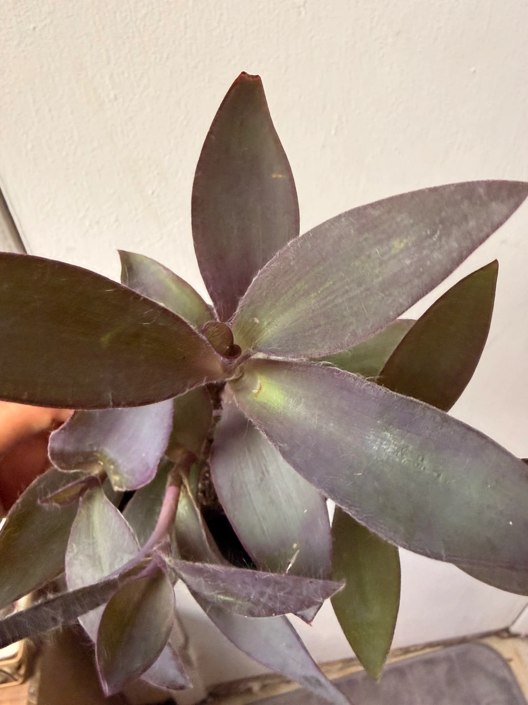 Purple Heart plant - photo 4
