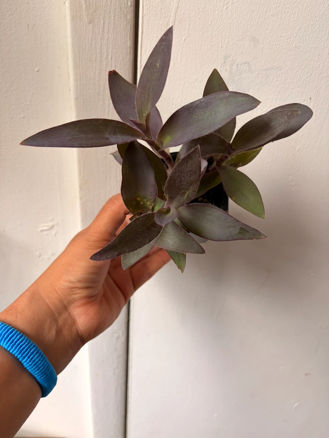 Purple Heart plant
