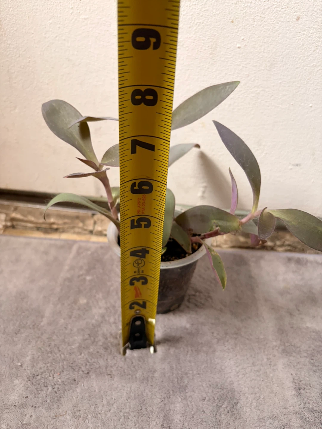 Purple Heart plant - photo 2