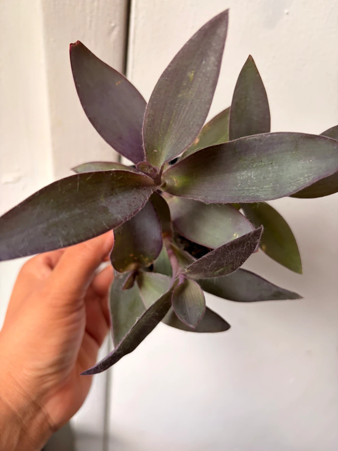 Purple Heart plant - photo 3