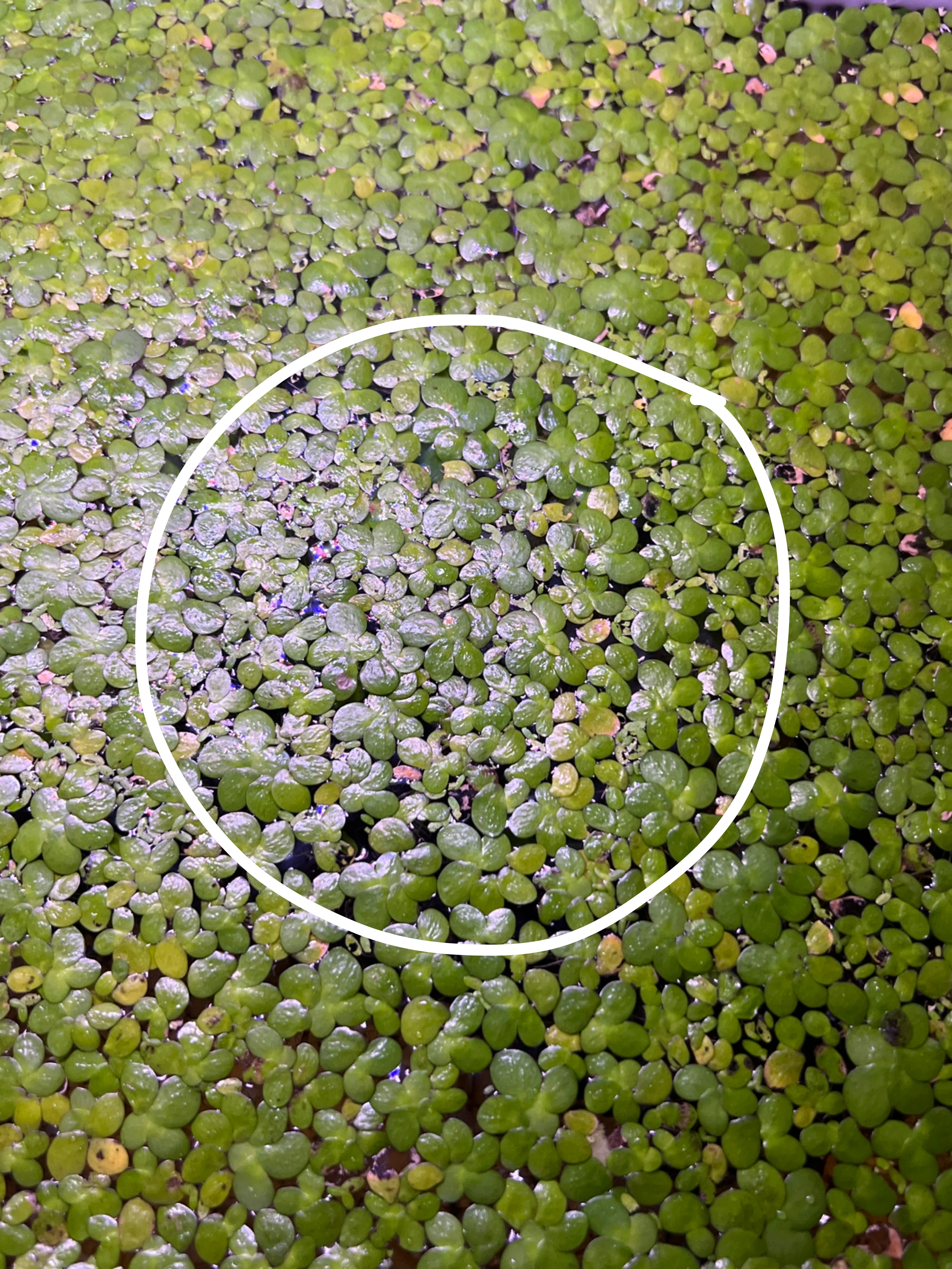 Live Floating Aquarium plants | Betta & Tropical Fish