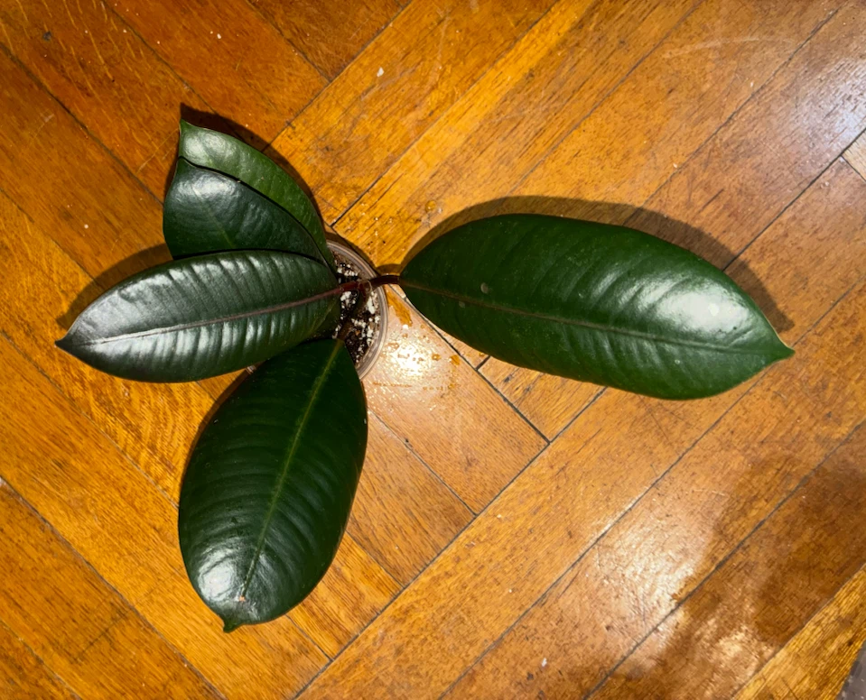 Ficus Elastica Burgundy Rubber Plant