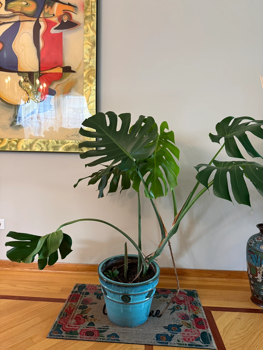 Monstera Deliciosa Plant in Blue Pot