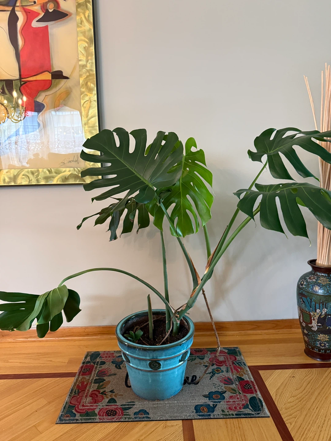 Monstera Deliciosa Plant in Blue Pot - photo 2