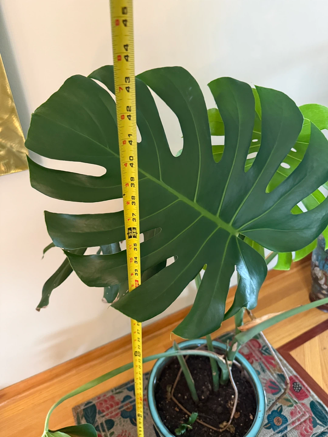 Monstera Deliciosa Plant in Blue Pot - photo 3