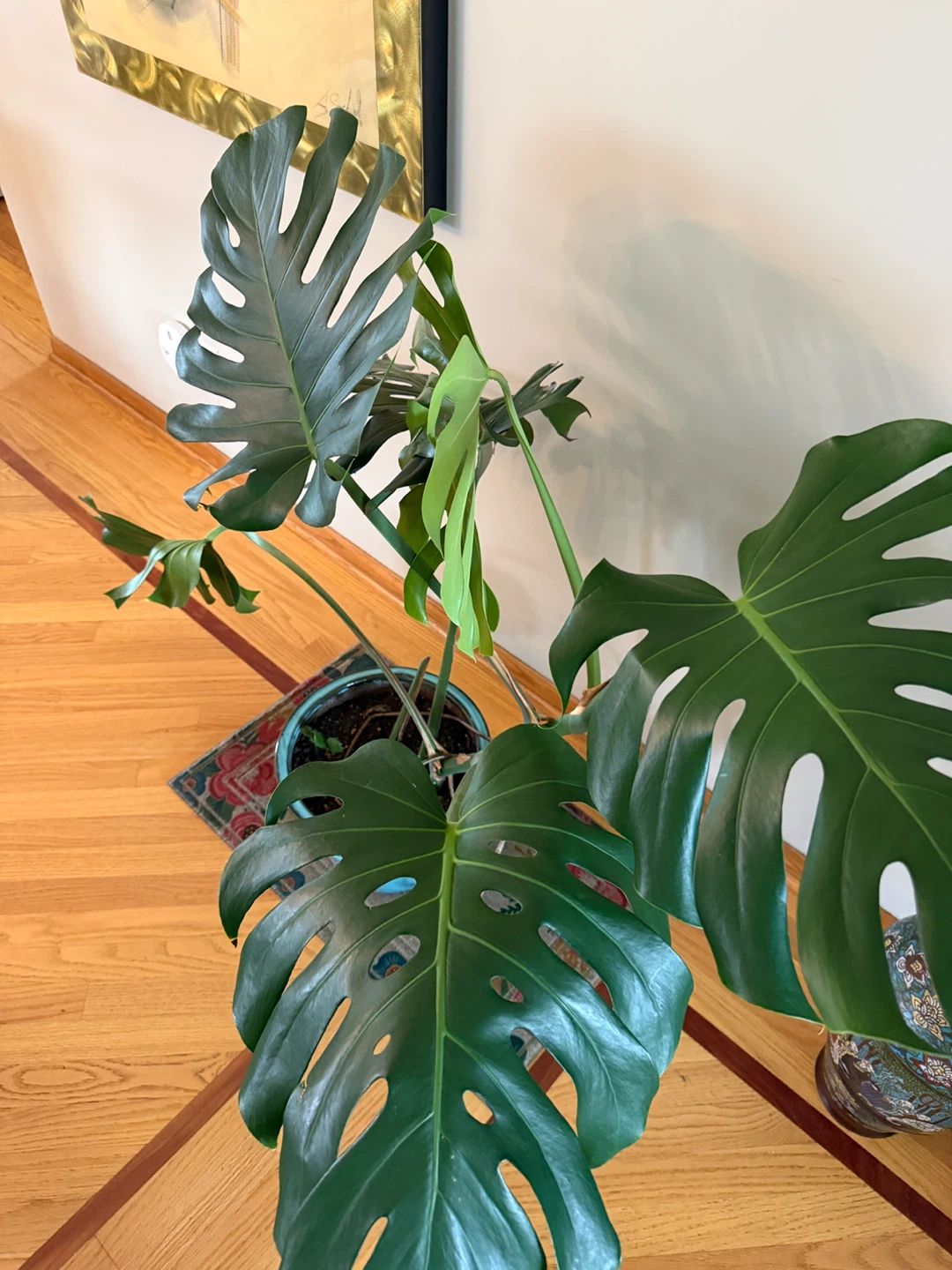 Monstera Deliciosa Plant in Blue Pot - photo 4