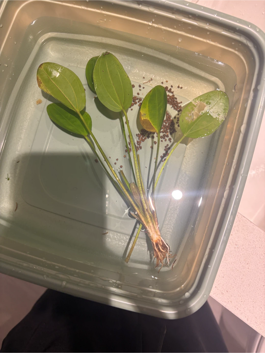 Aquatic Plant Bunch