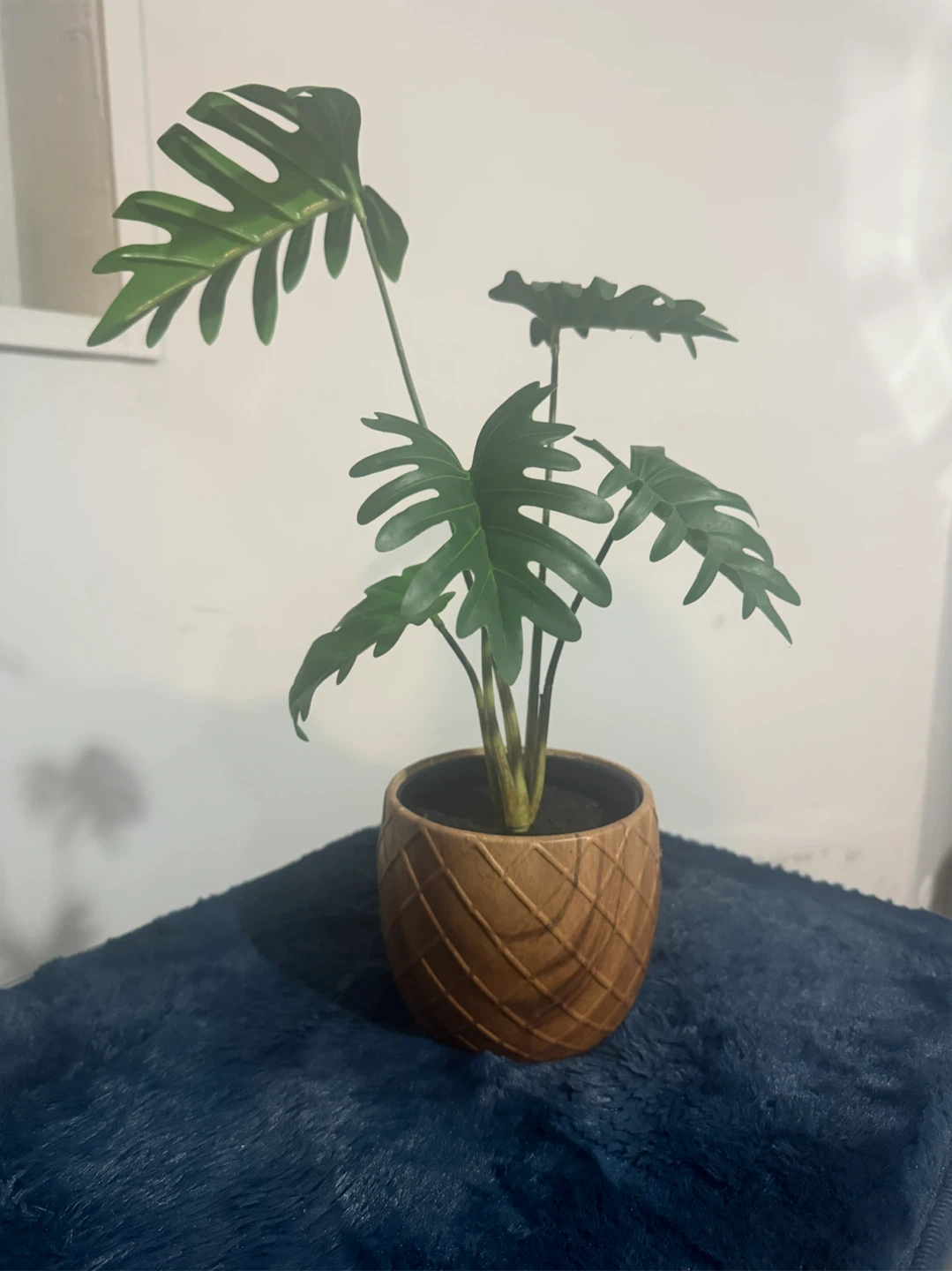 Plant