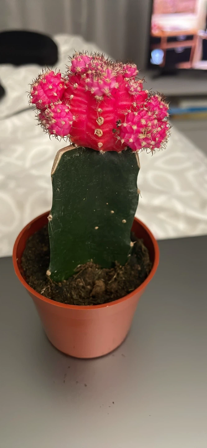 Moon Cactus Plant