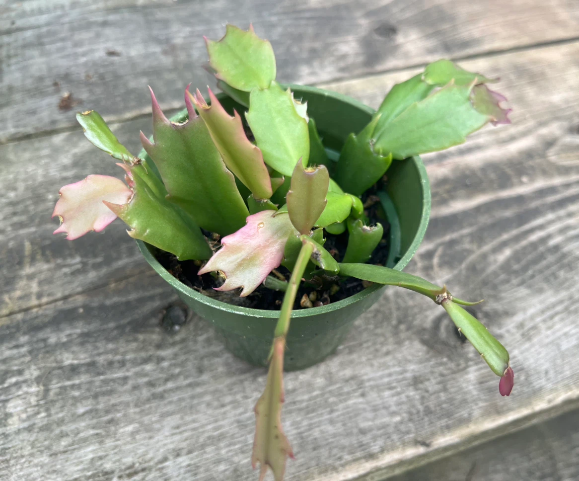 Christmas Cactus Plant