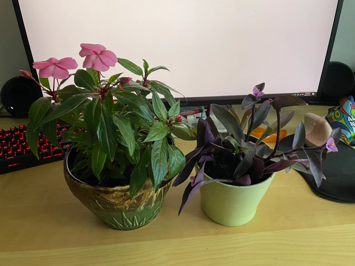 Impatiens and Purple Heart