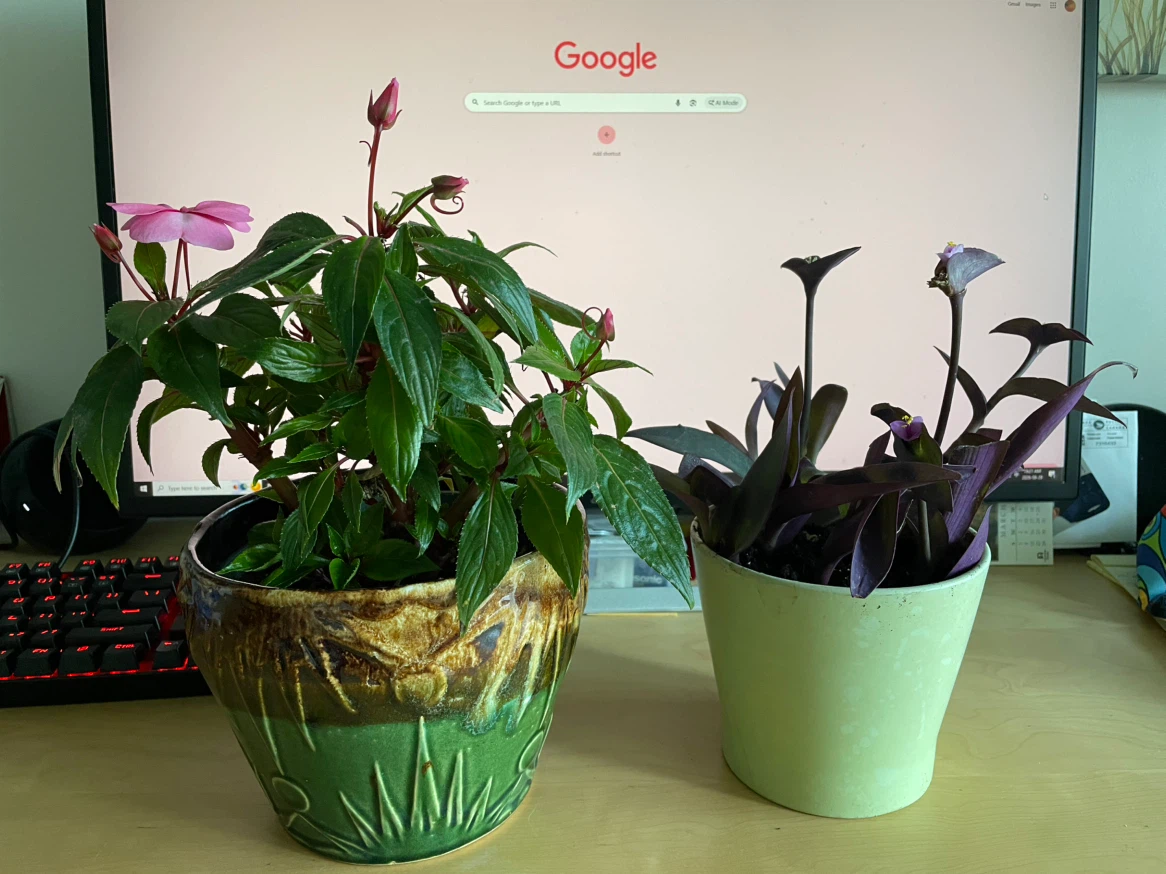 Impatiens and Purple Heart - photo 2