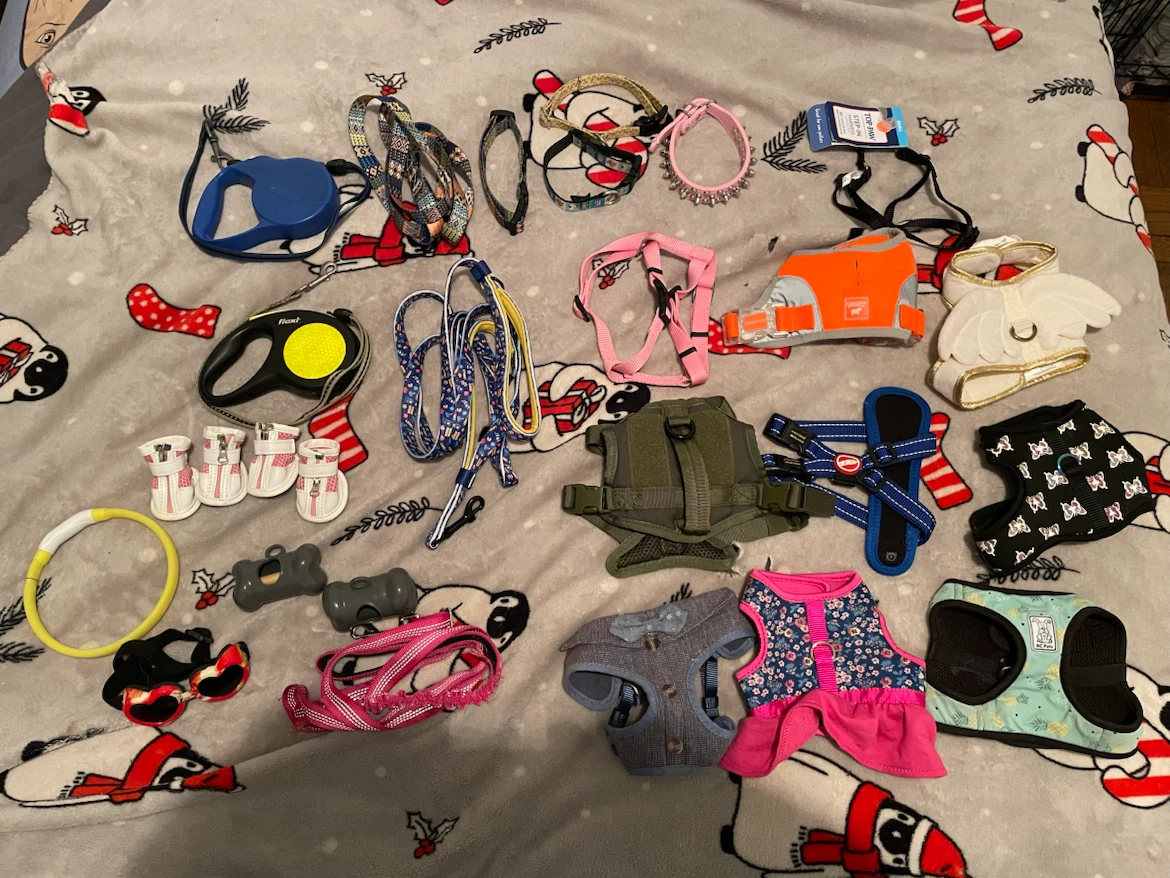 24pc Small/XS Dog Harnesses, Collars, Leashes Lot