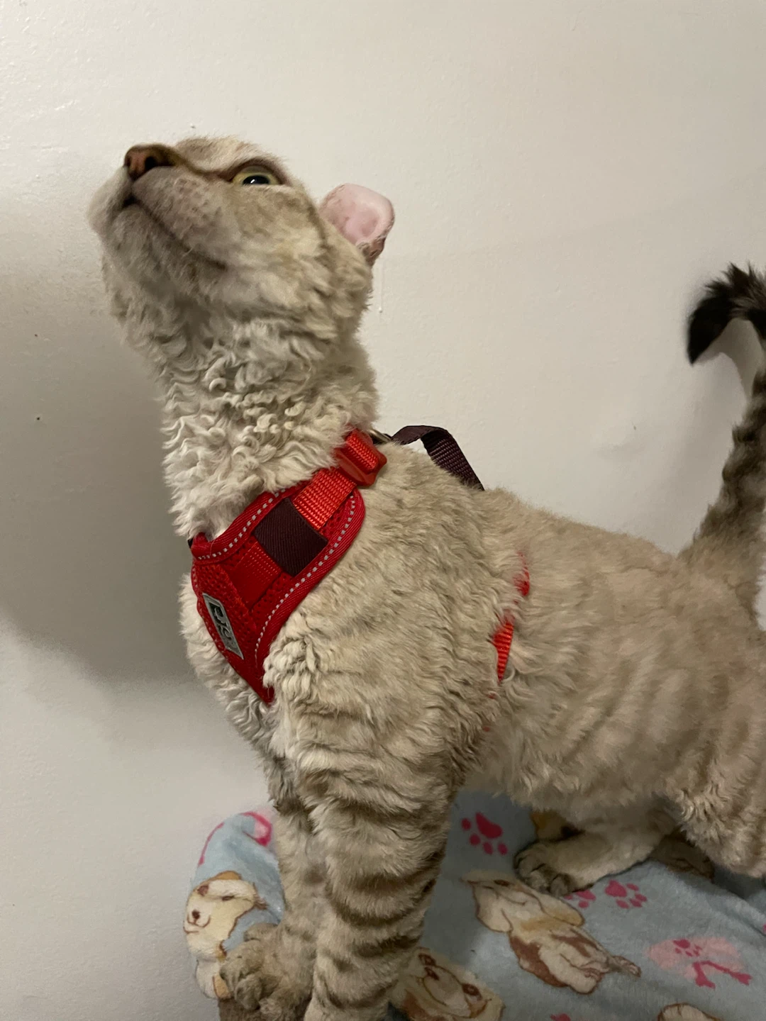 RC Pets Cat/Dog Harnesses & Leashes Lot - photo 2