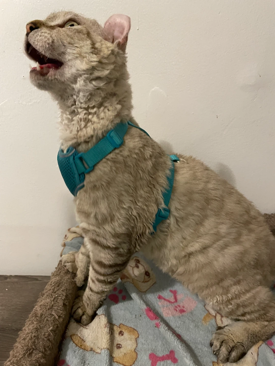 RC Pets Cat/Dog Harnesses & Leashes Lot - photo 3