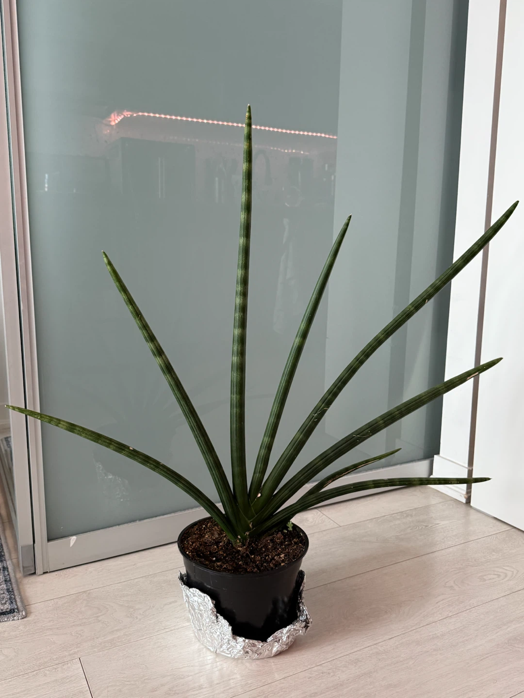 Large Starfish Snake-plant