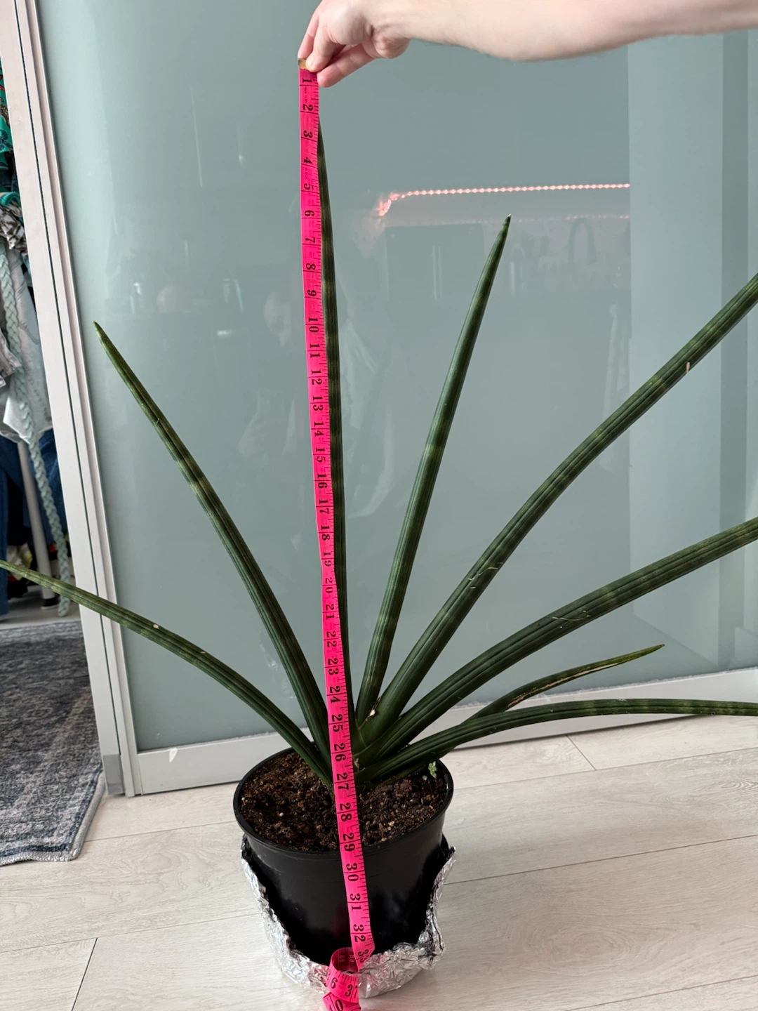 Large Starfish Snake-plant - photo 2