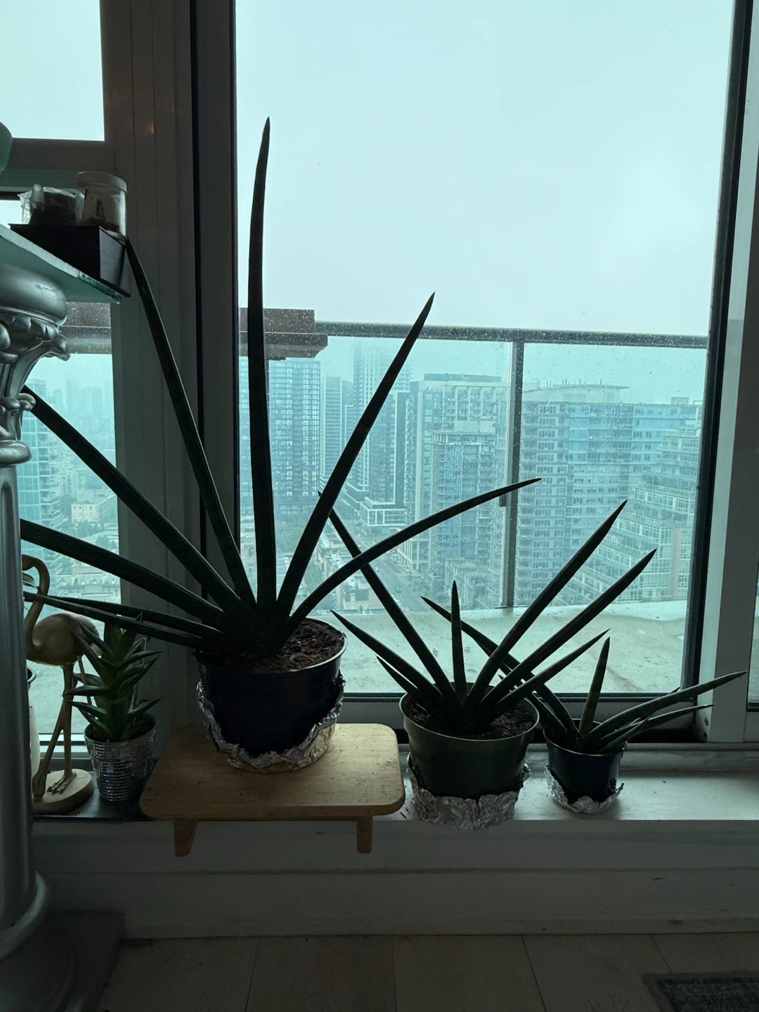 Large Starfish Snake-plant - photo 3