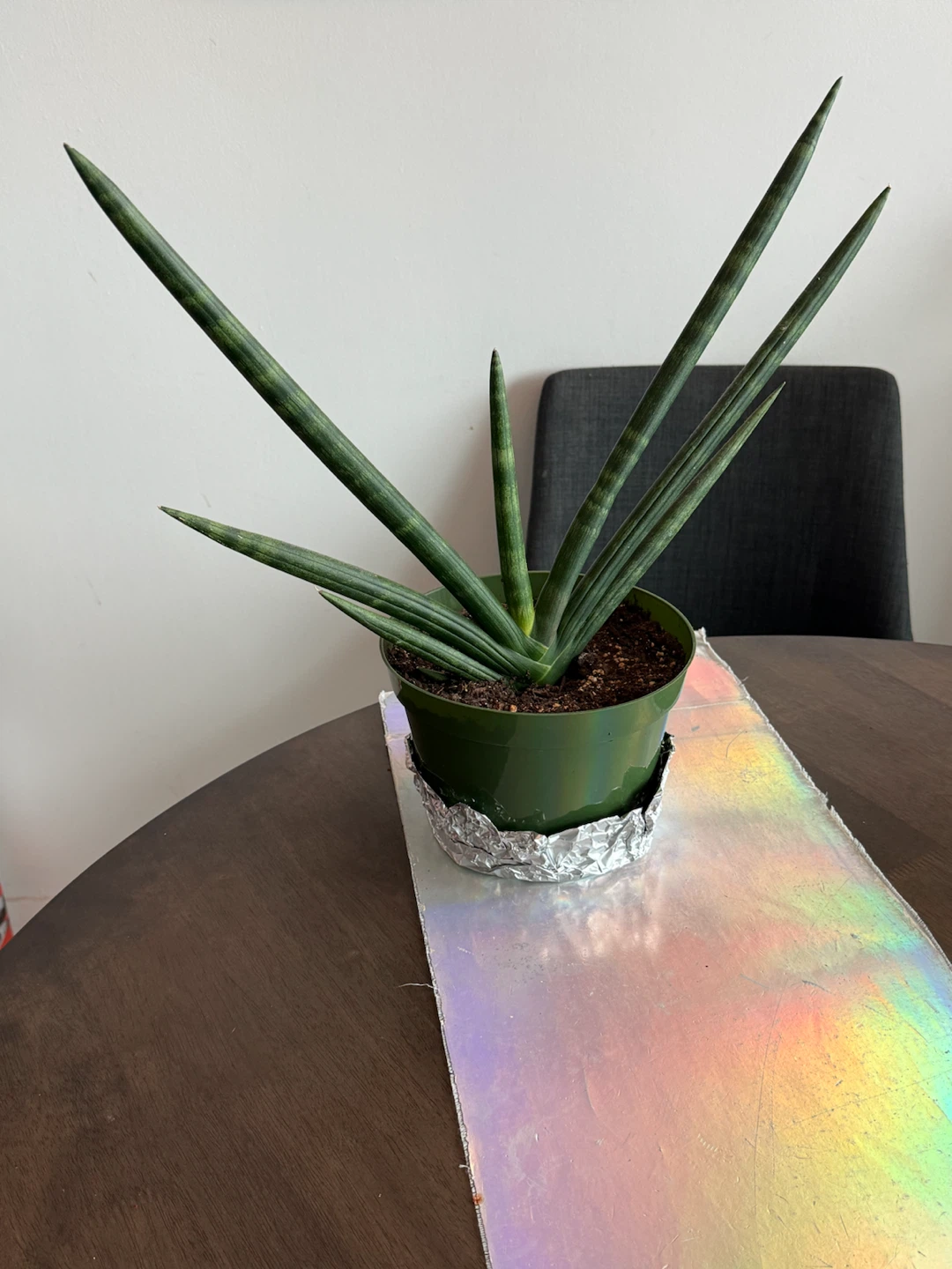 Medium Starfish Snake-Plant