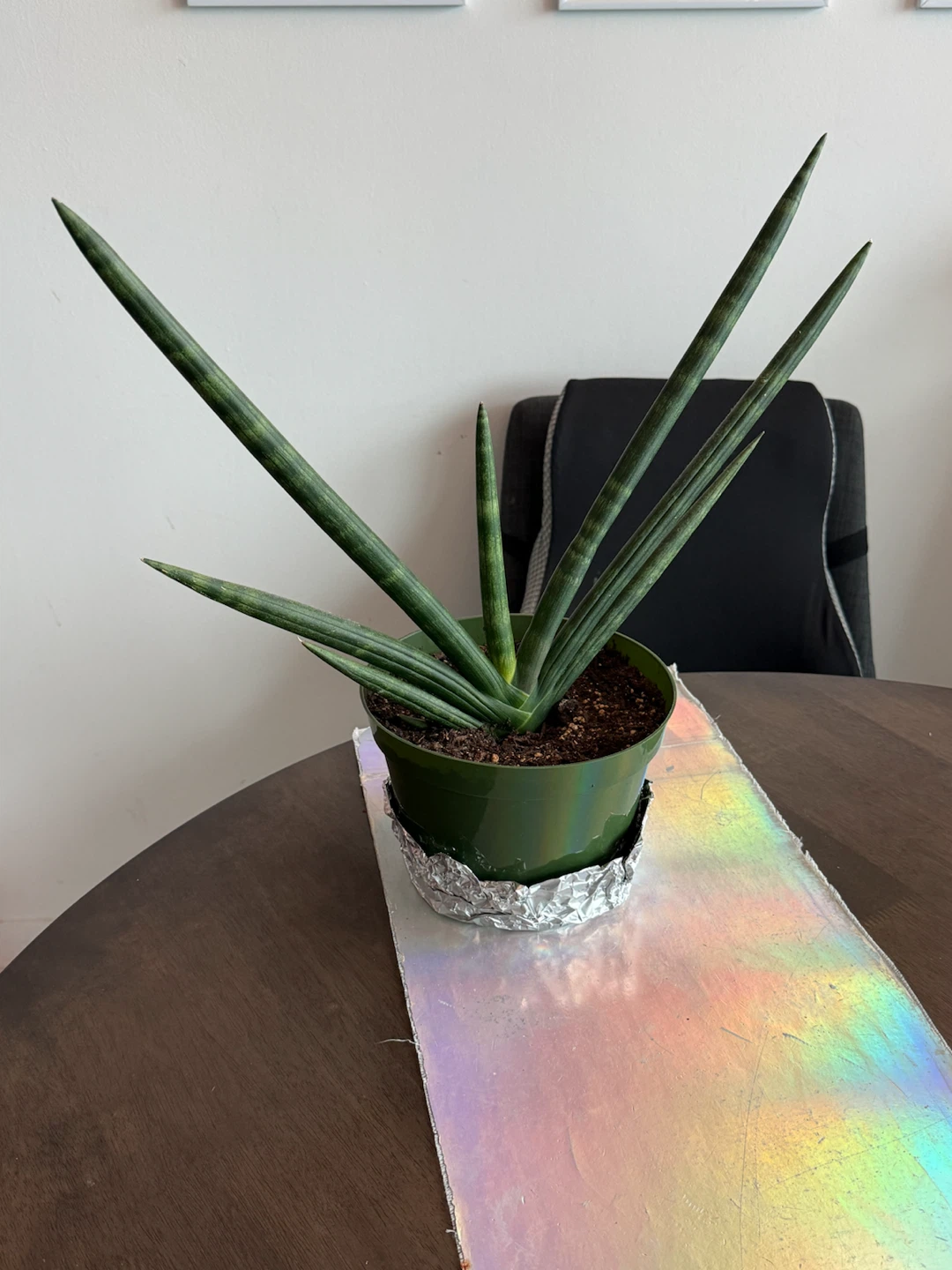 Medium Starfish Snake-Plant - photo 2