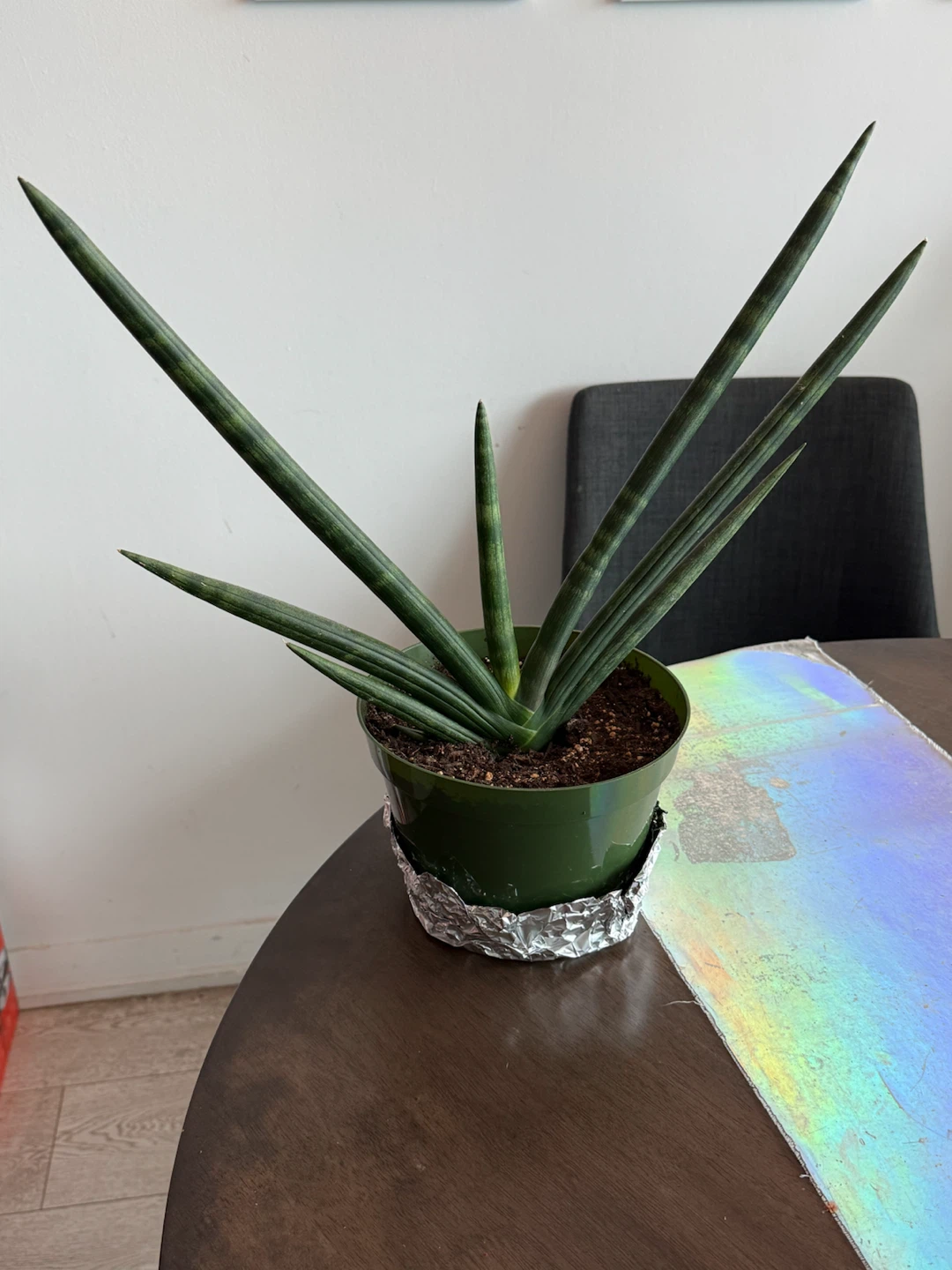 Medium Starfish Snake-Plant - photo 3