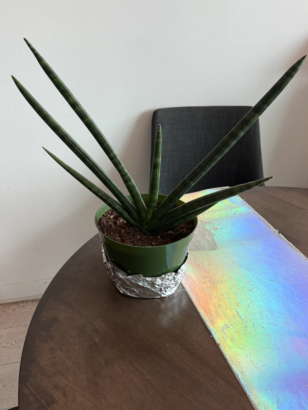 Medium Starfish Snake-Plant - photo 4