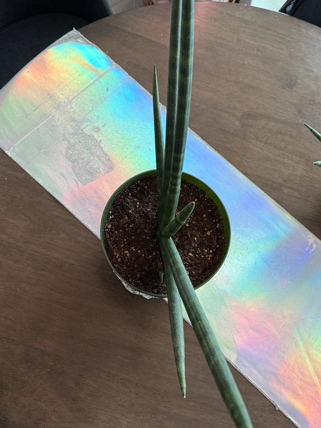 Medium Starfish Snake-Plant - photo 5