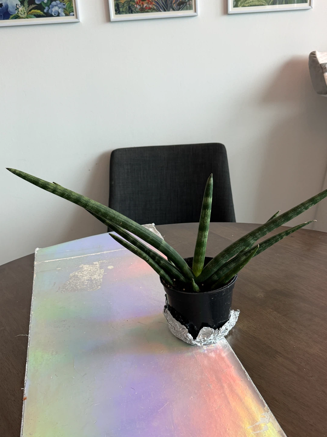 Small Starfish Snake-Plant