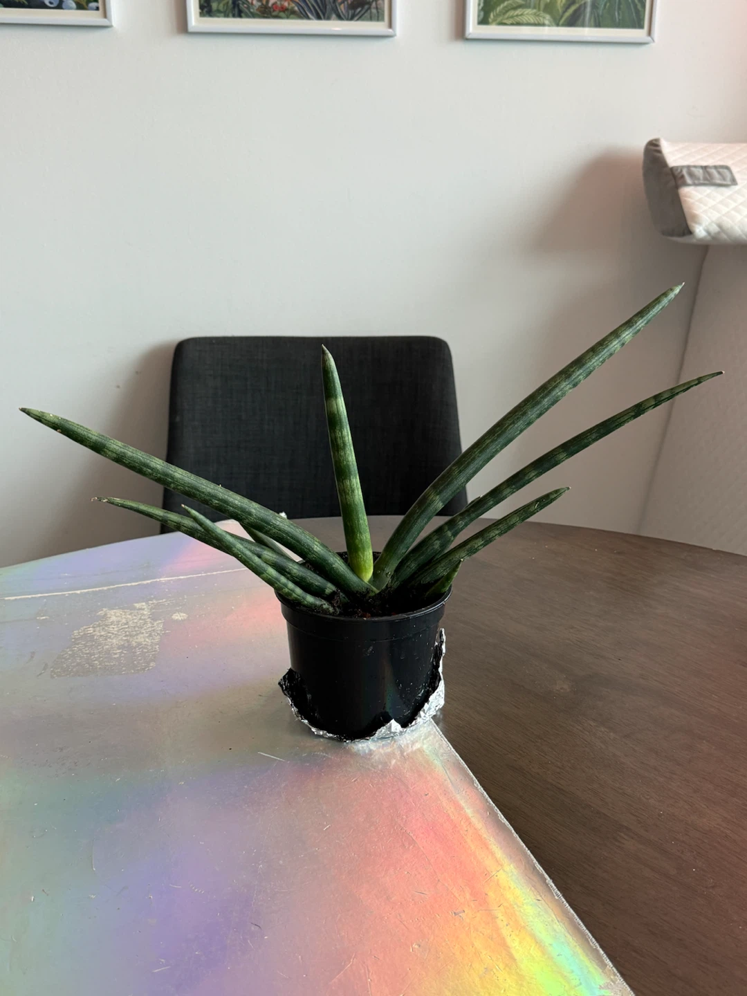 Small Starfish Snake-Plant - photo 2