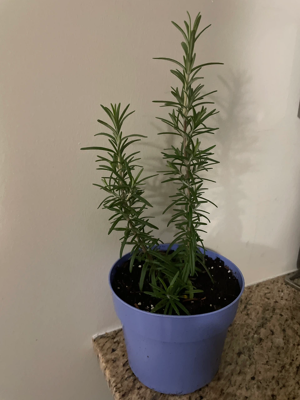 Potted Rosemary Plant