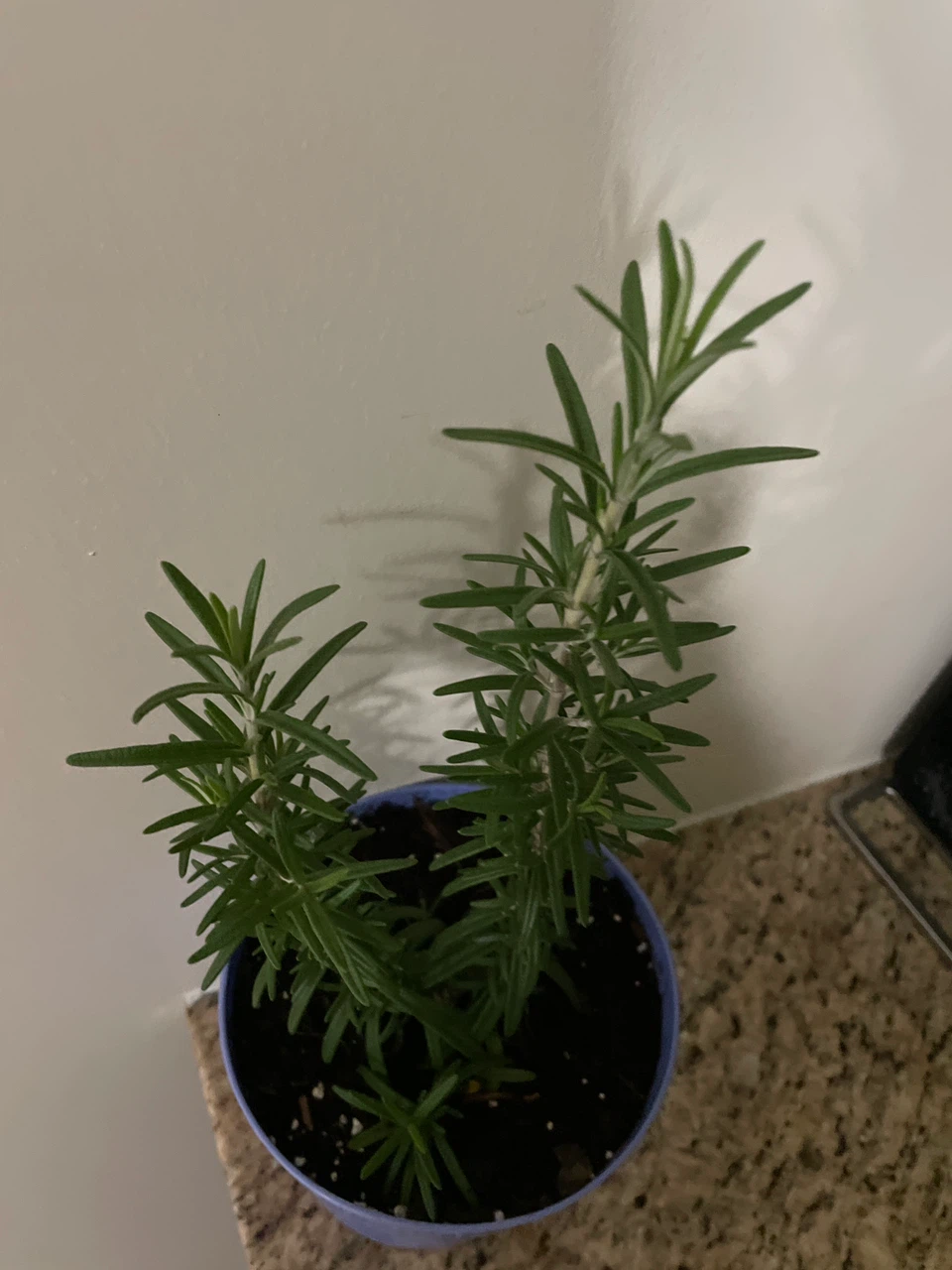 Potted Rosemary Plant - photo 2
