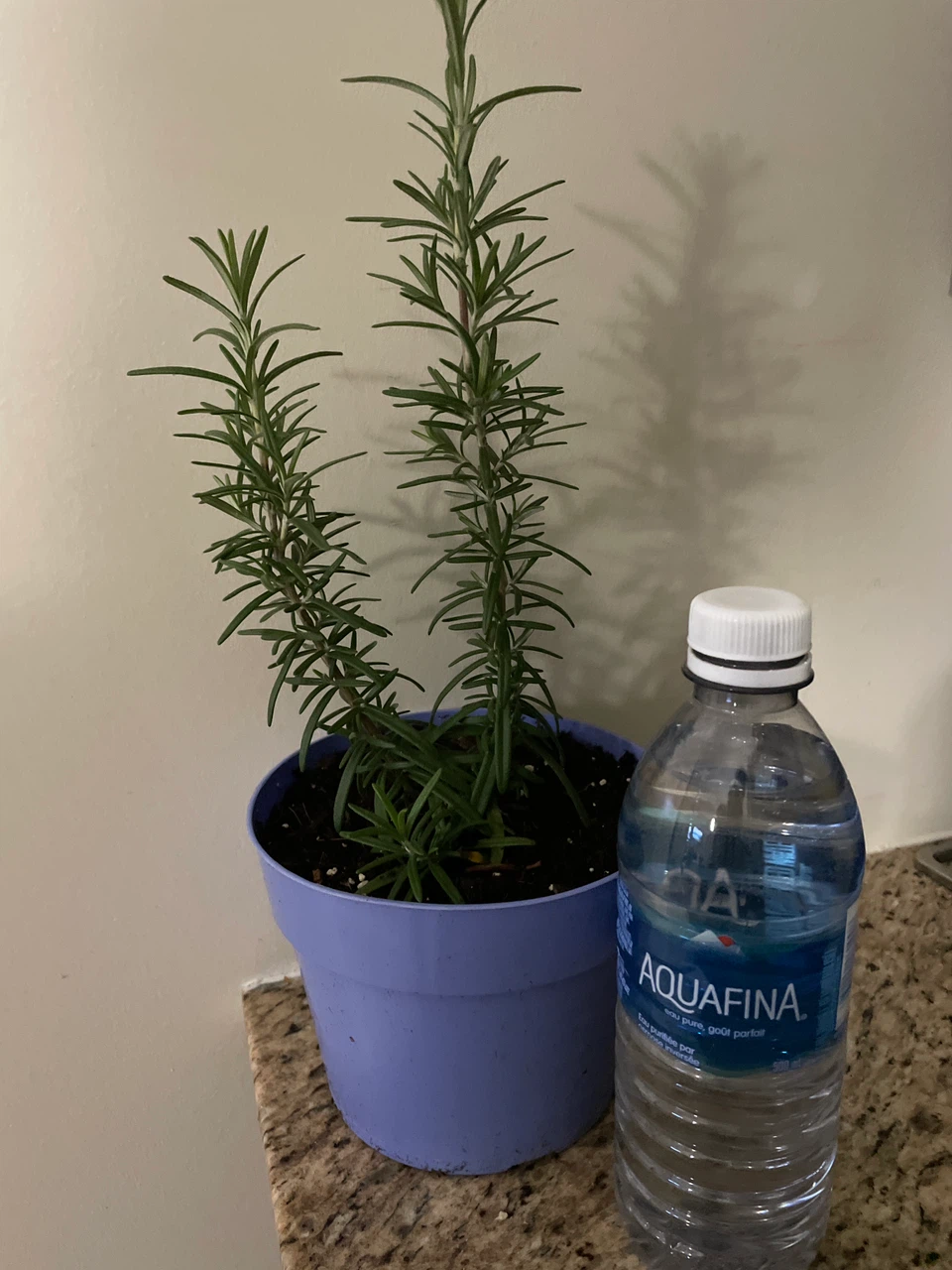 Potted Rosemary Plant - photo 3