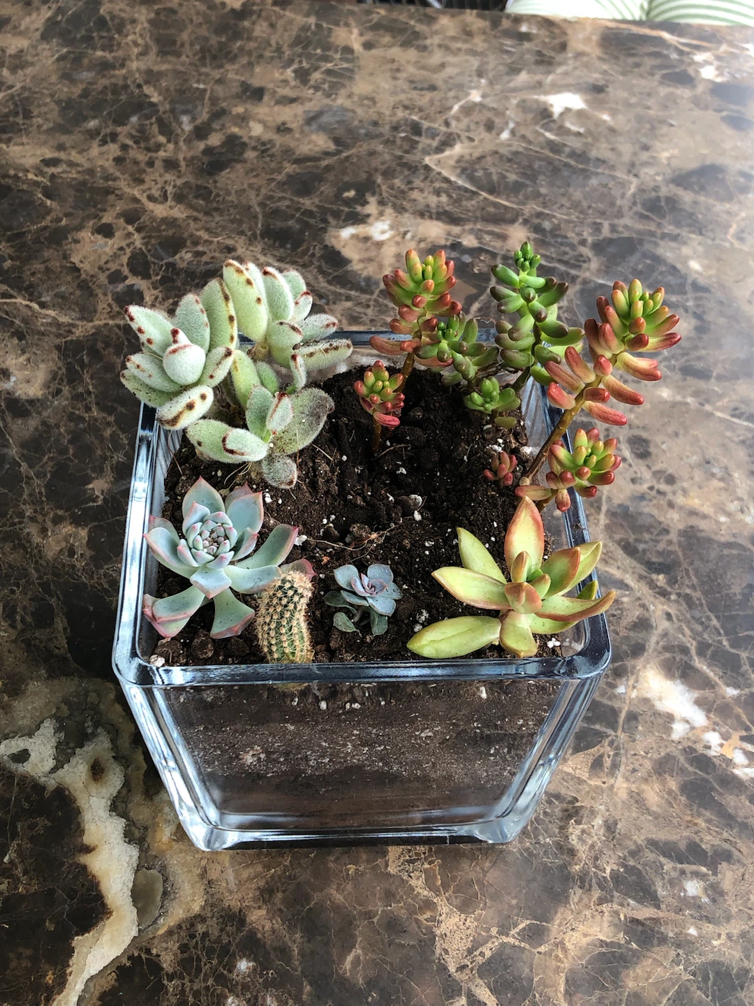 Assorted Succulent Terrarium in Glass Planter