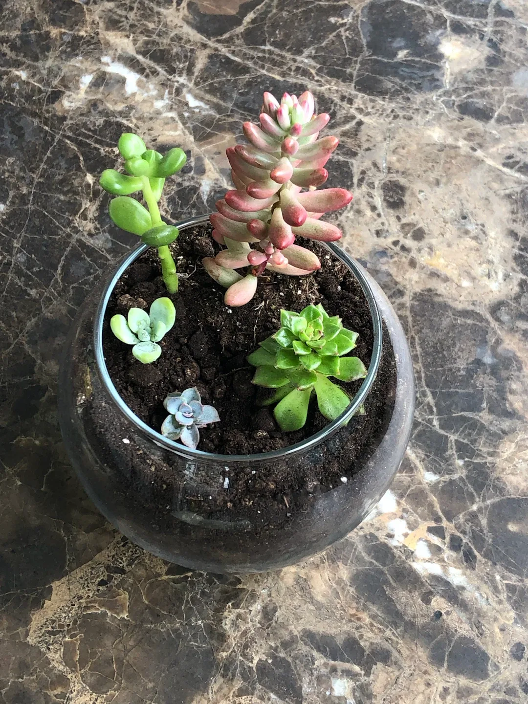 Assorted Succulent Terrarium