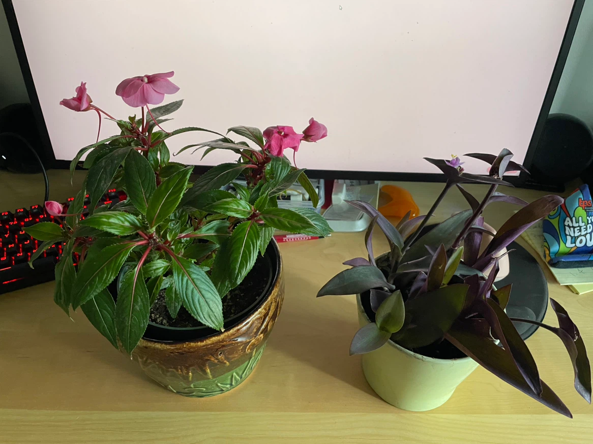 Impatiens and Purple Heart
